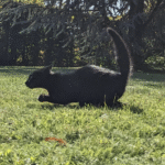 เว็บ พนัน ออนไลน์ รับ วอ ล เลทโหลด xoslotz ทดลองเล่น สนุกสุดมัน